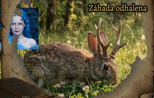 Jackalope - Parohatý zajíc